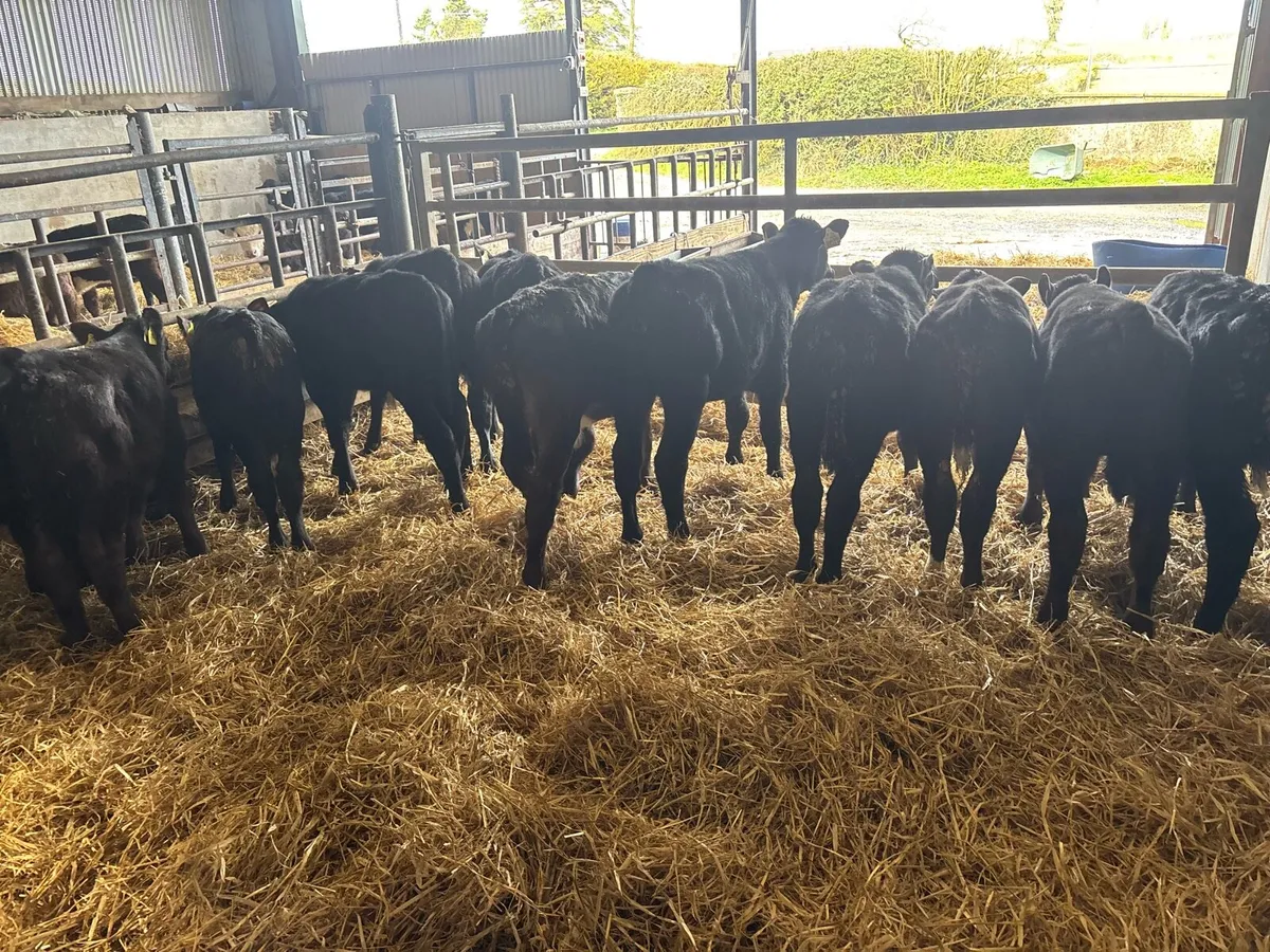 12 super reared Angus bulls - Image 4