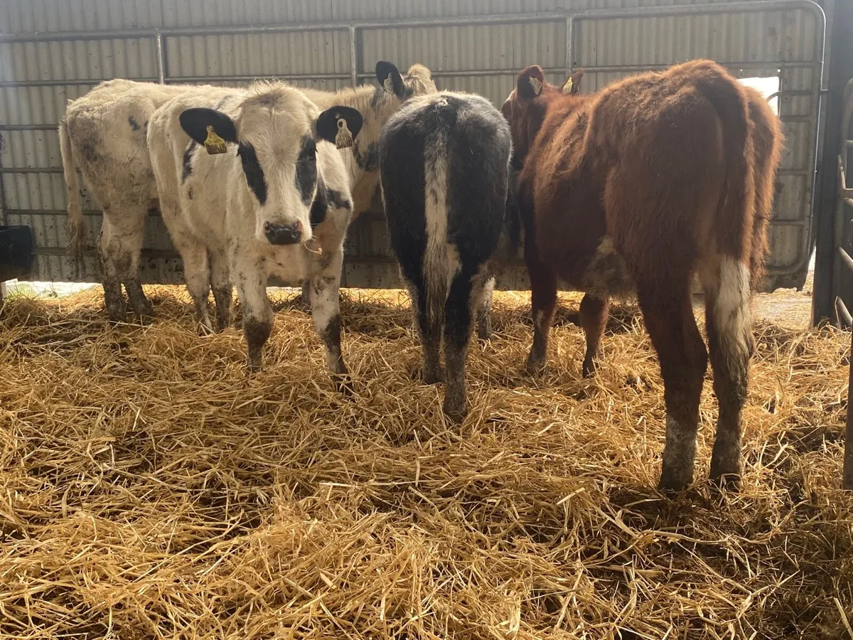 4 Super Weanling Heifers - Image 3