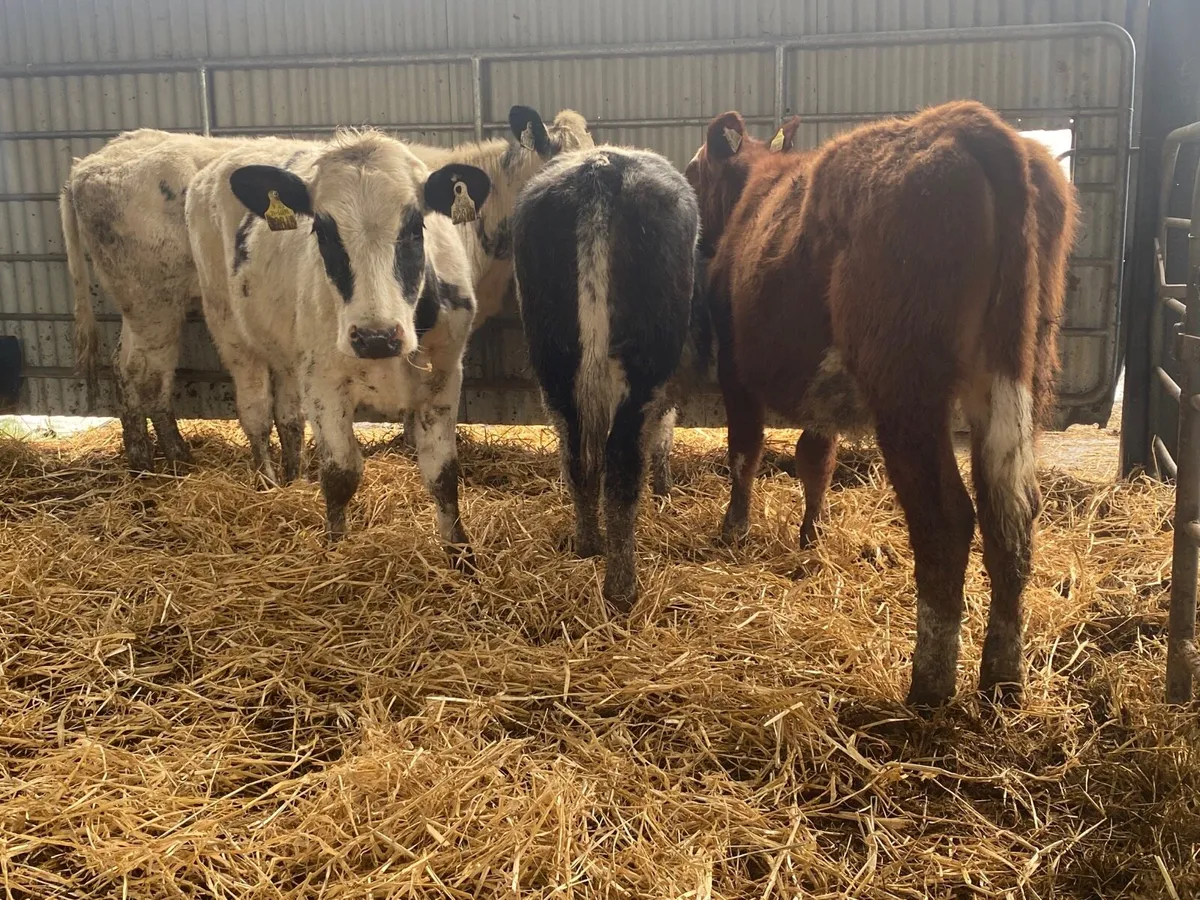 4 Super Weanling Heifers - Image 1