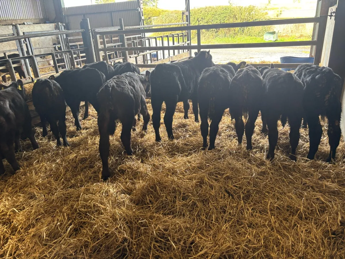 12 super reared Angus bulls - Image 1
