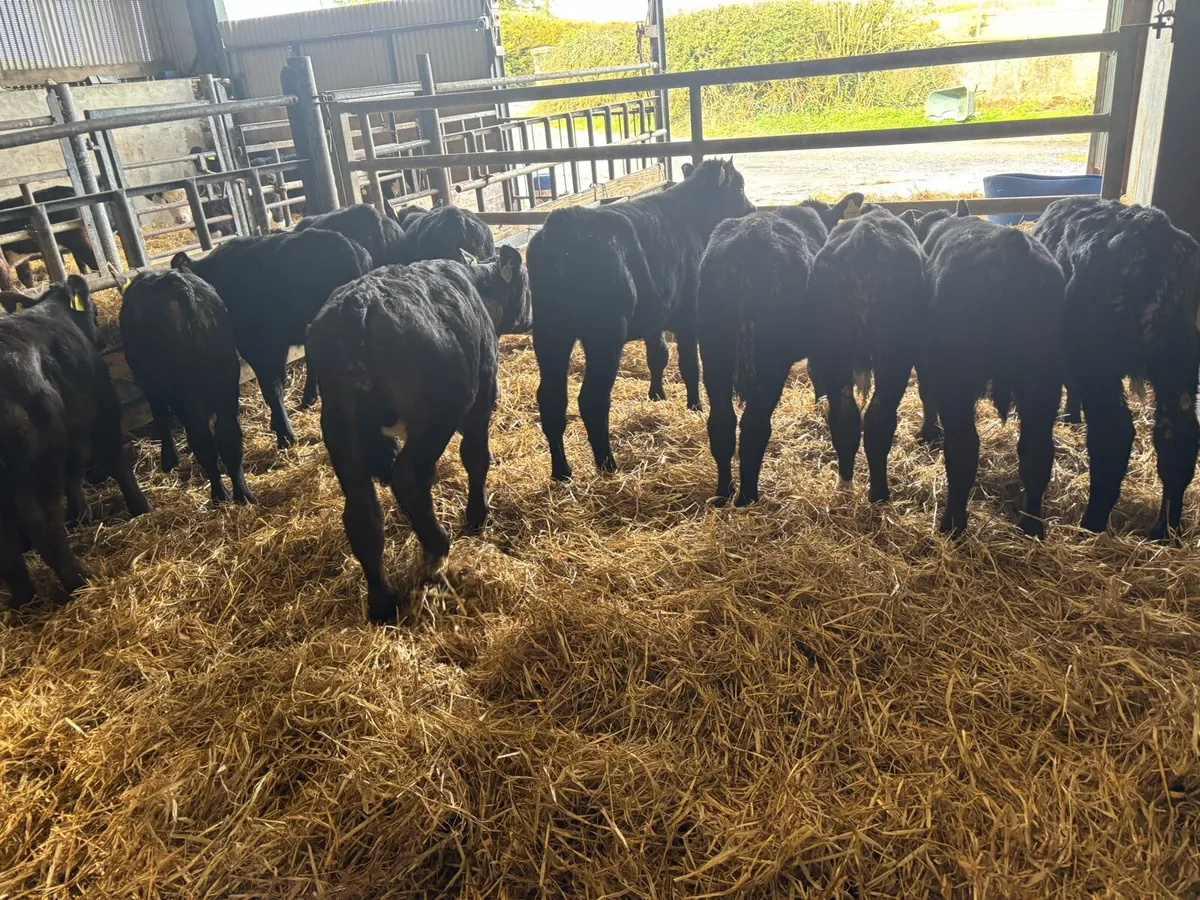 12 super reared Angus bulls - Image 2