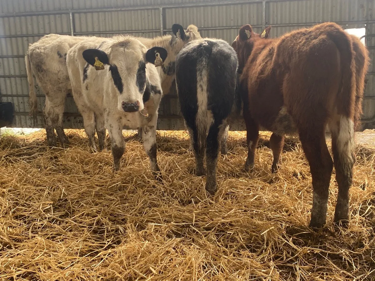 4 Super Weanling Heifers - Image 4