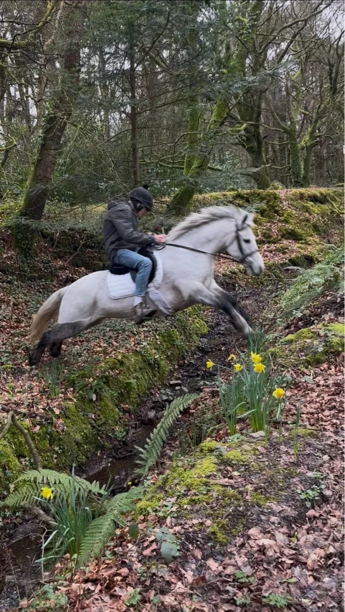 🌹Milly 13.2 Connemara cross🌹 - Image 2