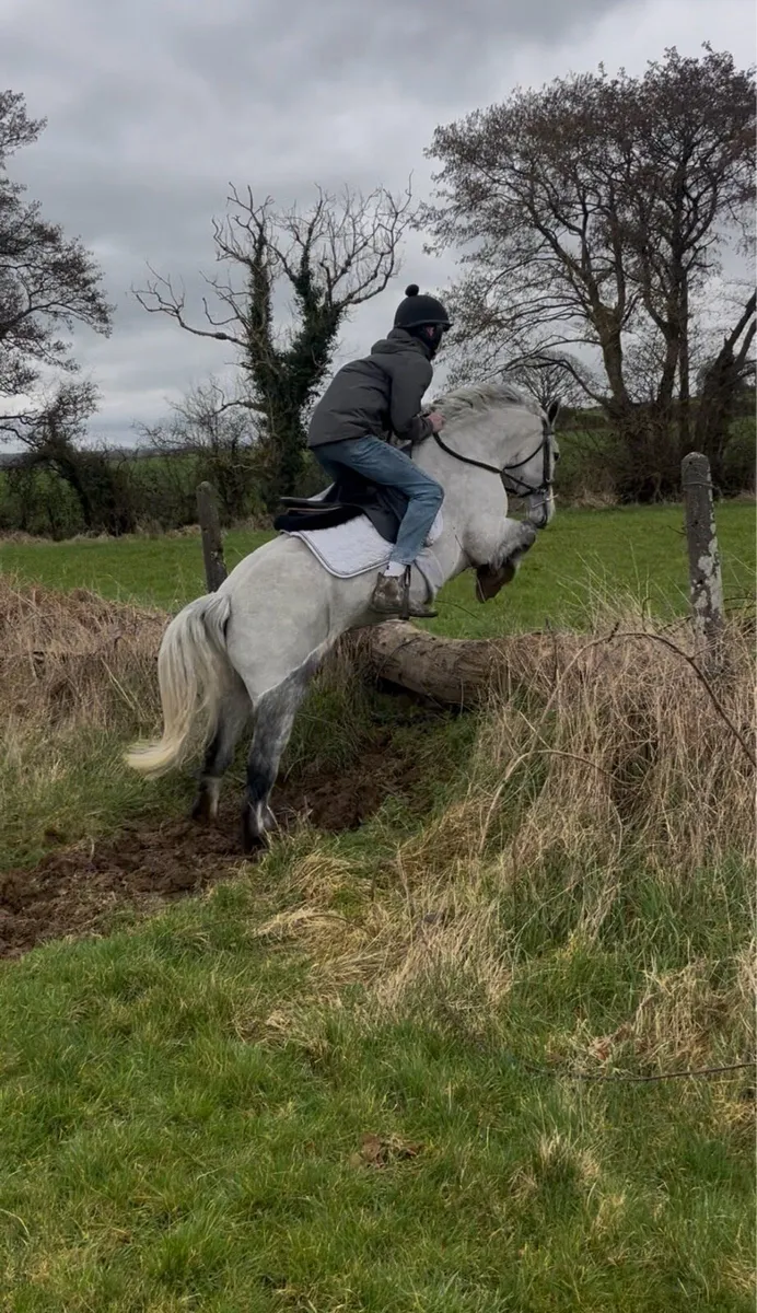 🌹Milly 13.2 Connemara cross🌹 - Image 1