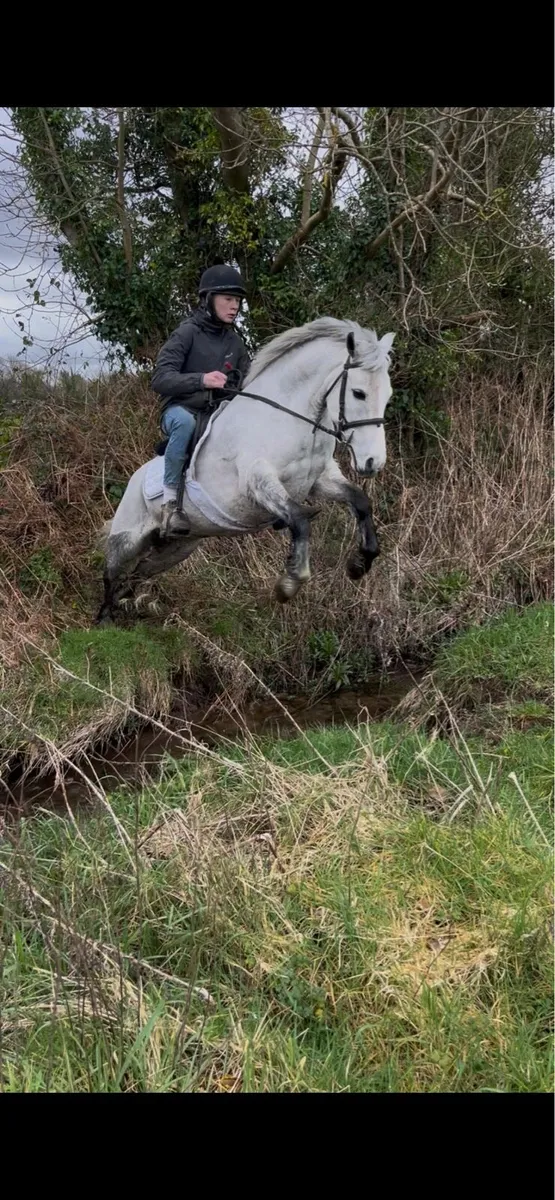 🌹Milly 13.2 Connemara cross🌹 - Image 4