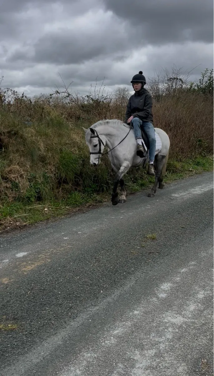 🌹Milly 13.2 Connemara cross🌹 - Image 3