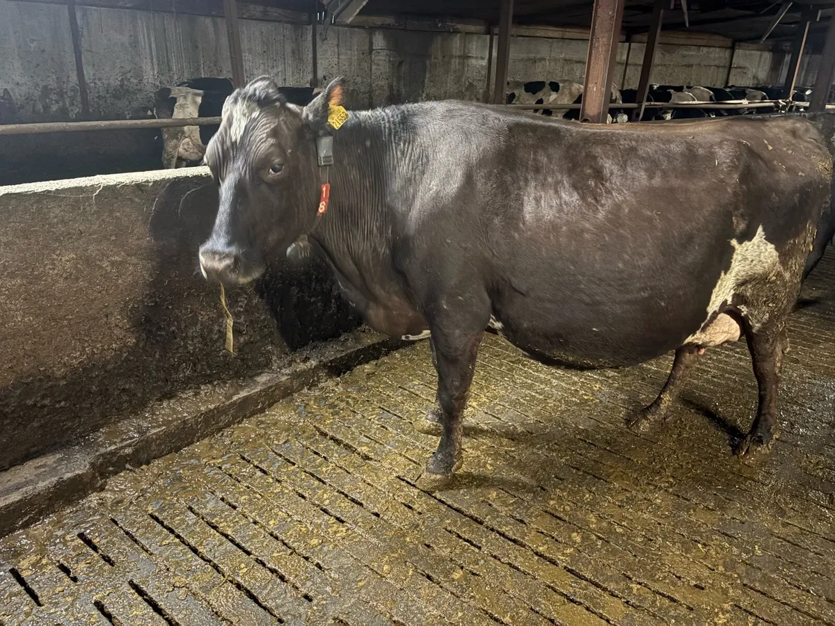 Foster cow - Image 1