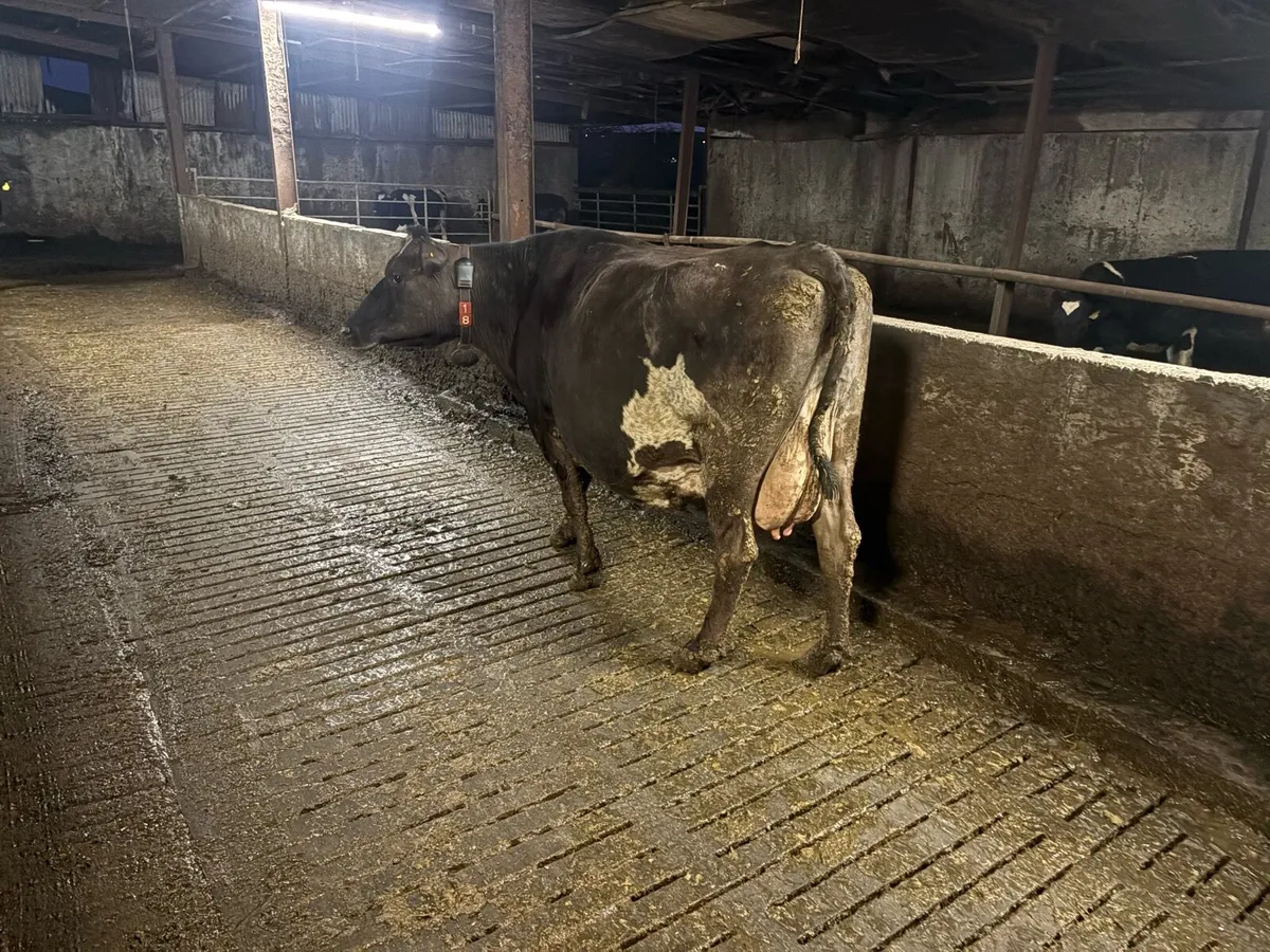 Foster cow - Image 2