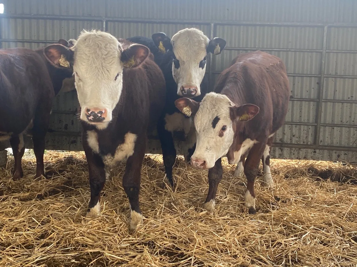 4 Super 350kg Store Heifers - Image 3