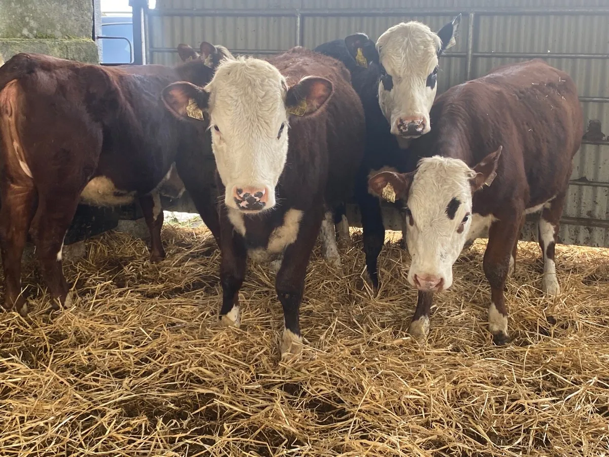 4 Super 350kg Store Heifers - Image 4