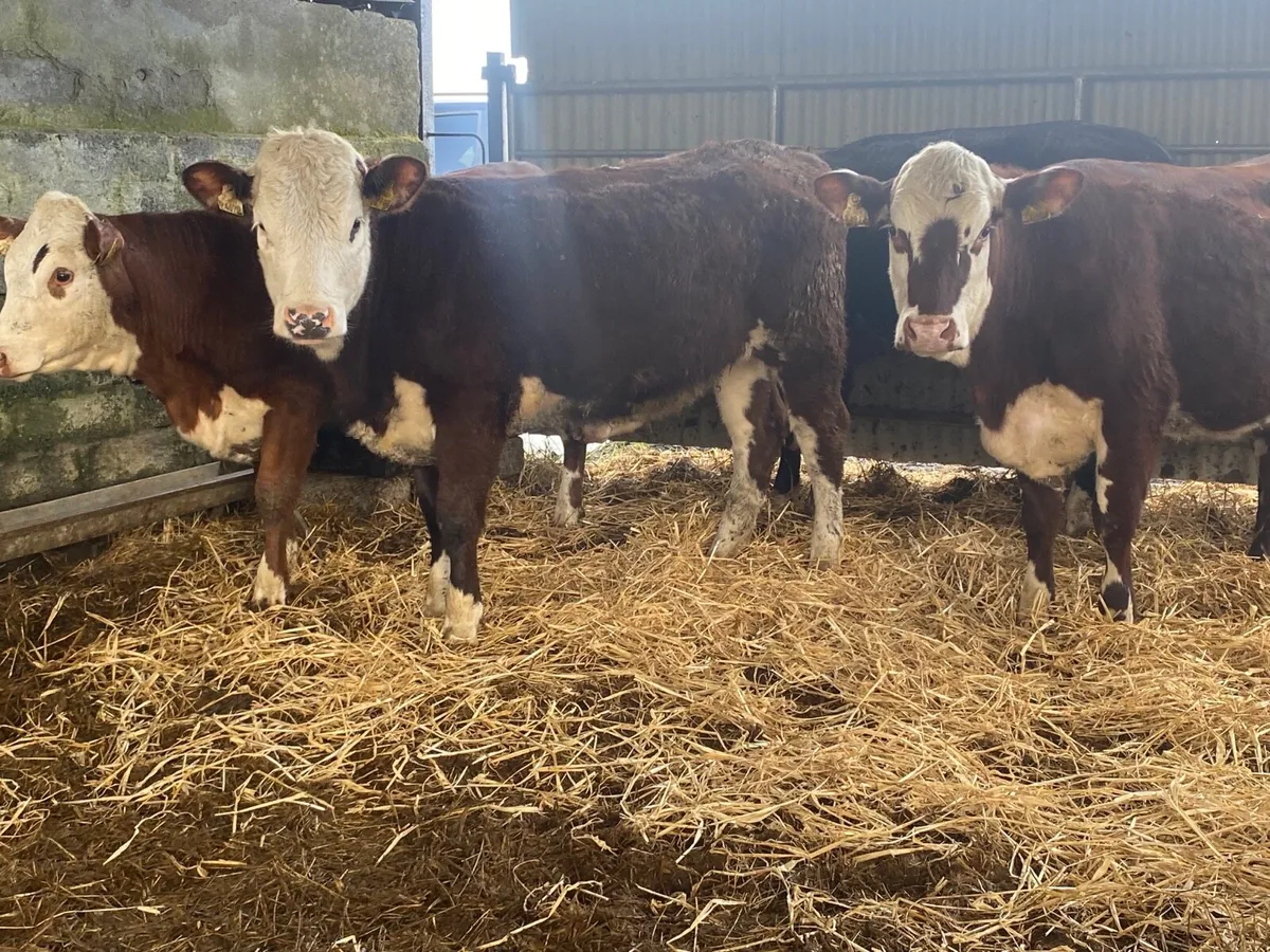 4 Super 350kg Store Heifers - Image 1