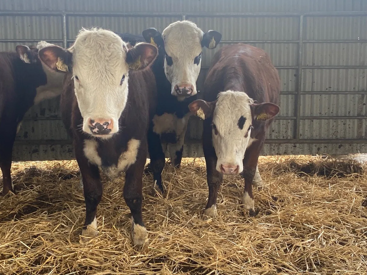 4 Super 350kg Store Heifers - Image 2