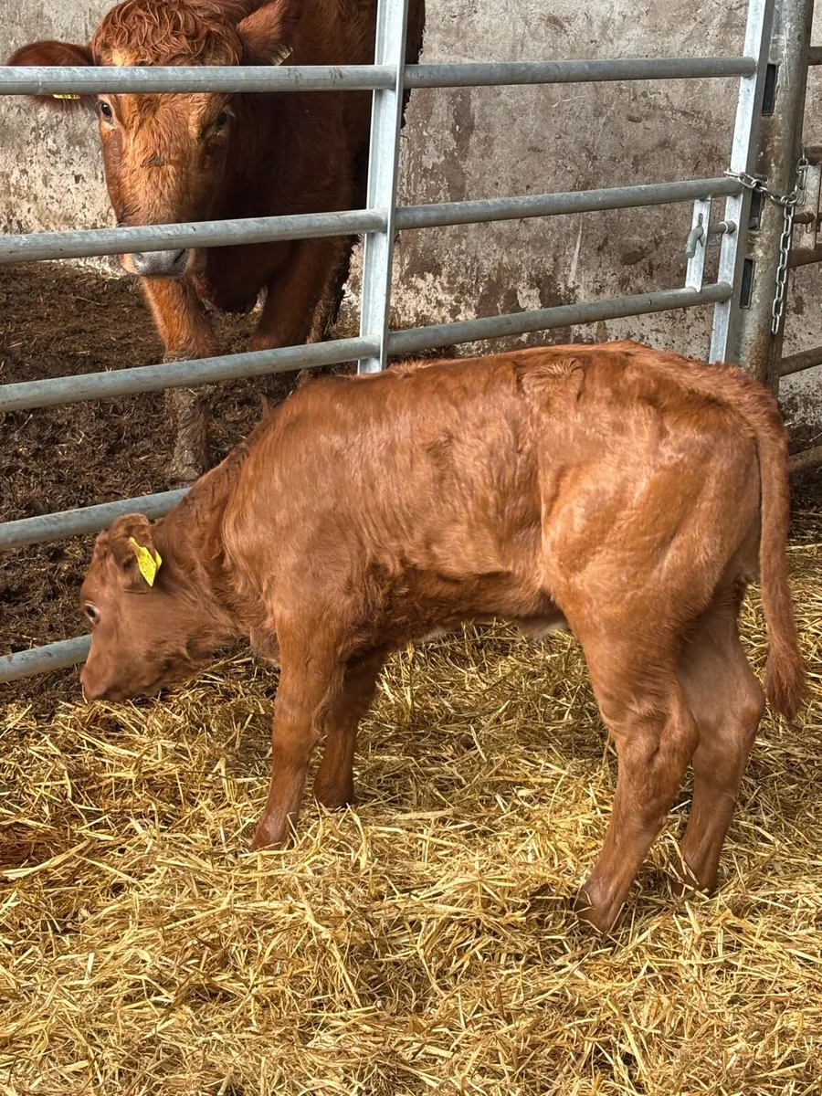 Outstanding limousine heifer - Image 2