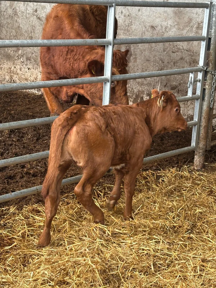 Outstanding limousine heifer - Image 1