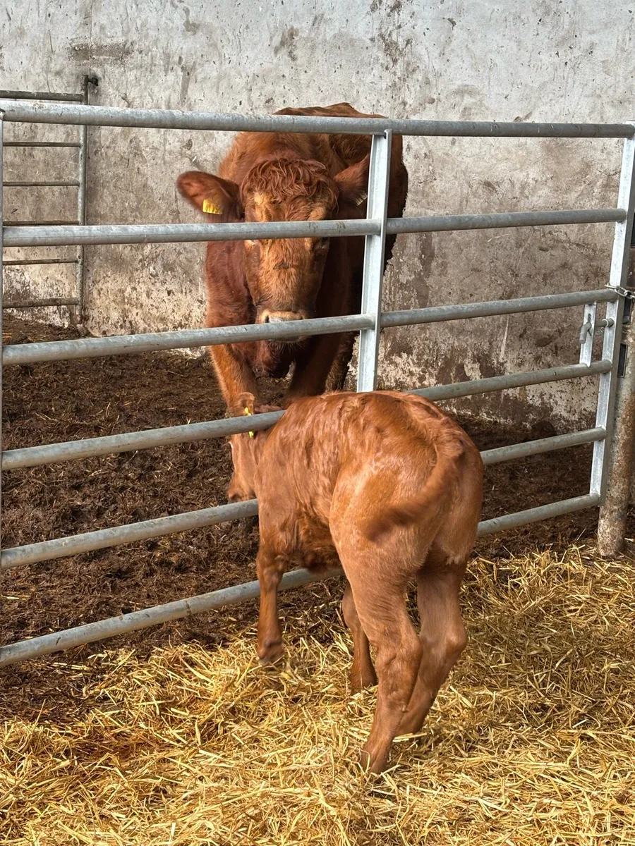 Outstanding limousine heifer - Image 4