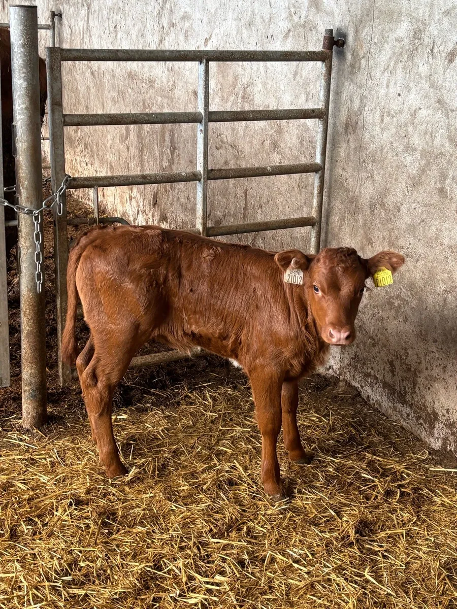 Outstanding limousine heifer - Image 3