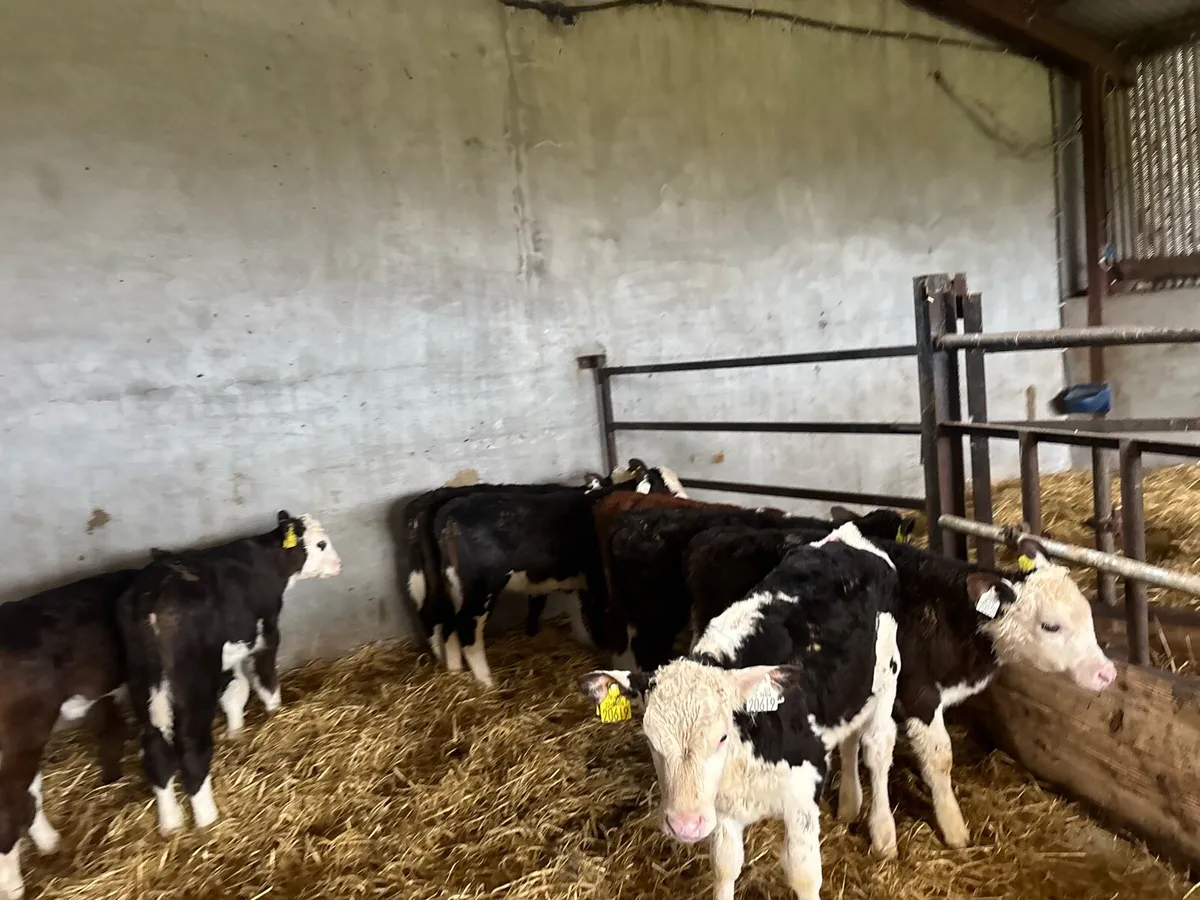 10 super reared Hereford heifers - Image 3