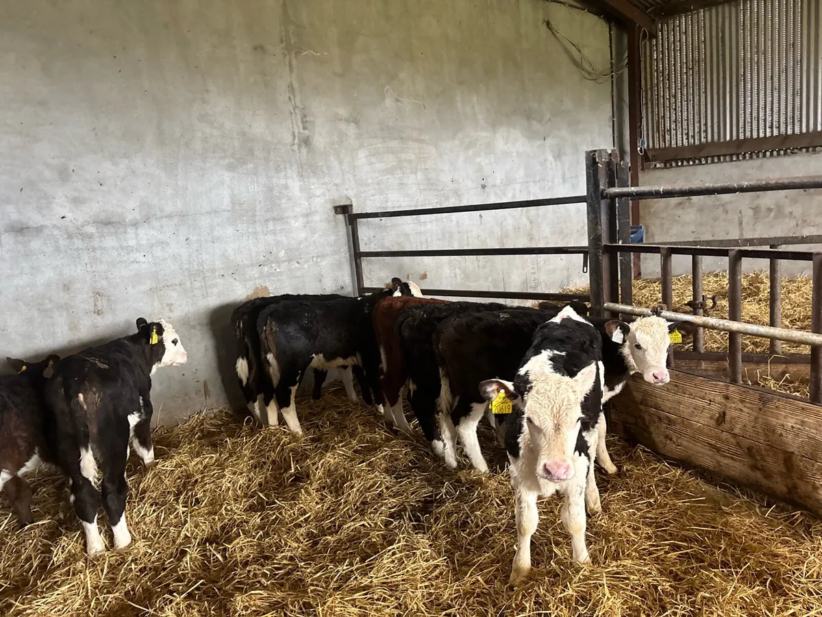 10 super reared Hereford heifers - Image 4