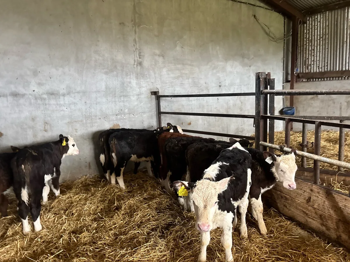 10 super reared Hereford heifers - Image 2