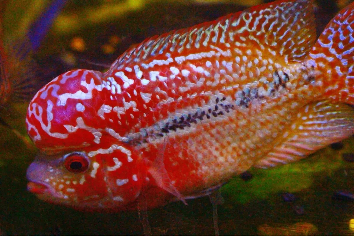 Flowerhorn kamfa F2 - Image 1