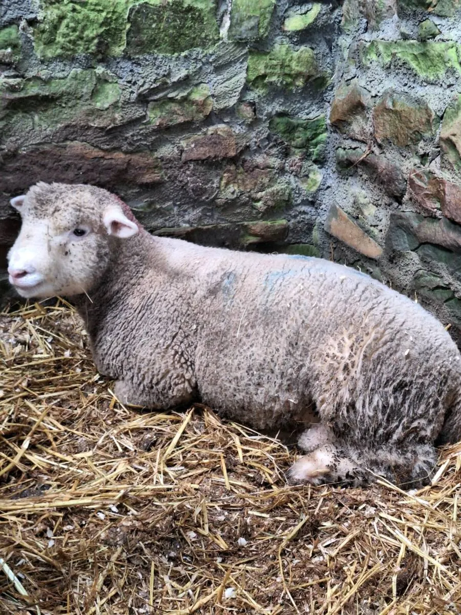 Dorset Ram lamb - Image 1