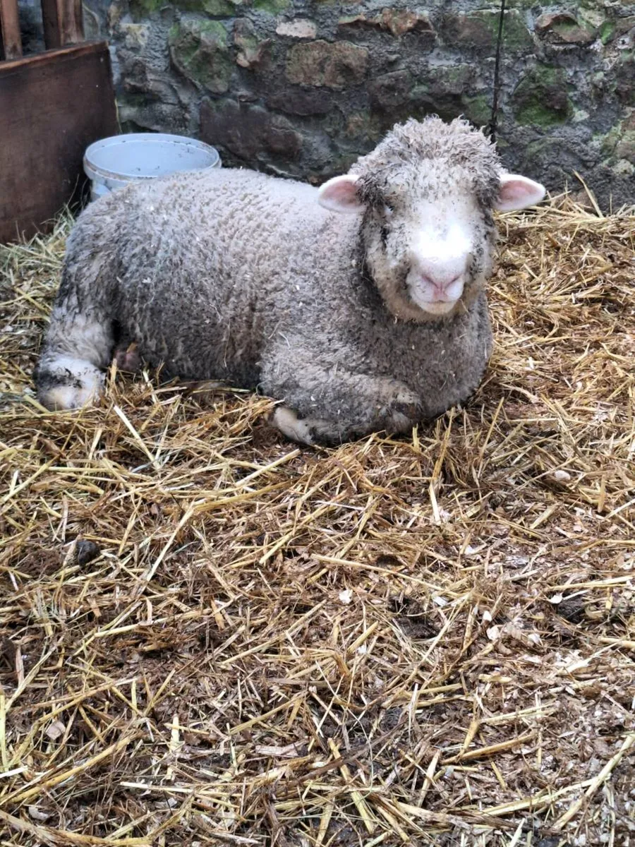 Dorset Ram lamb - Image 2