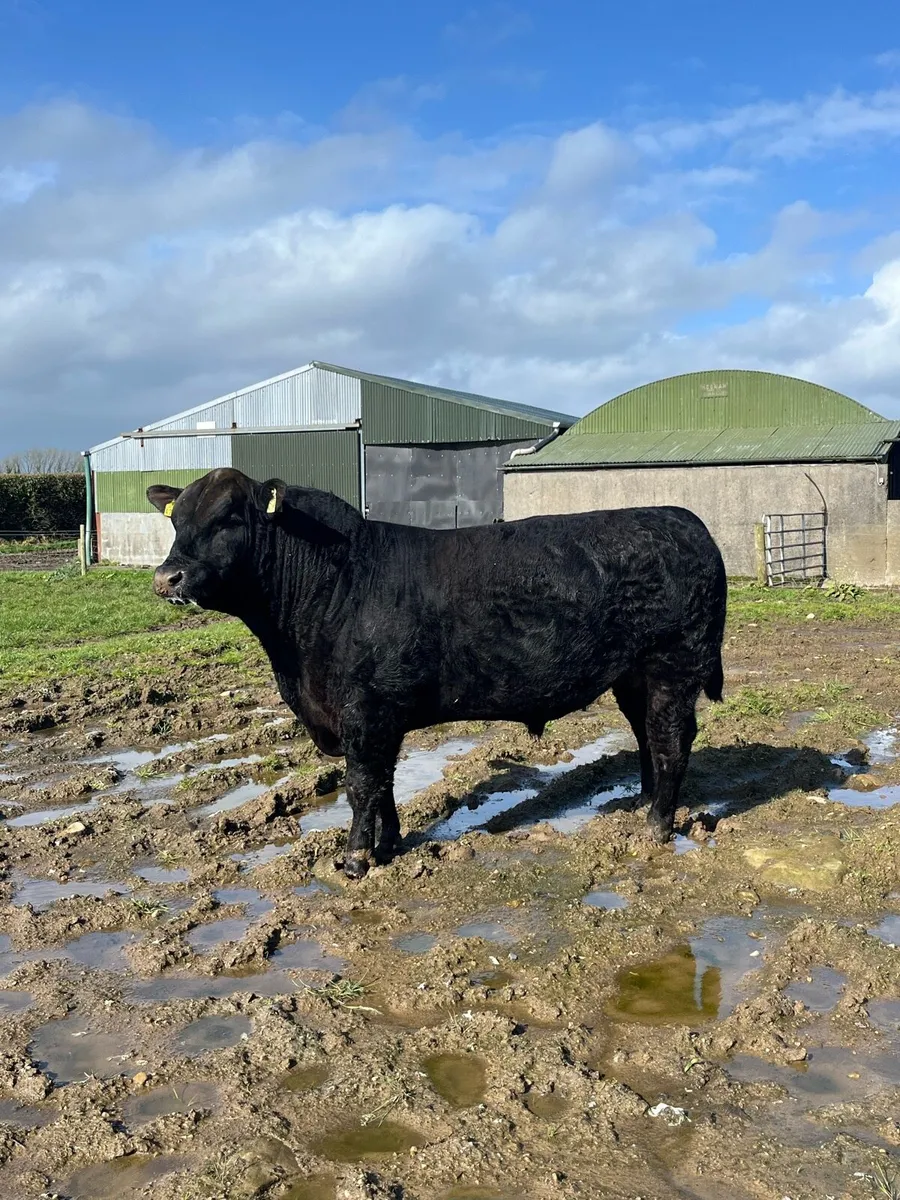 PBR AA BULL - Image 1