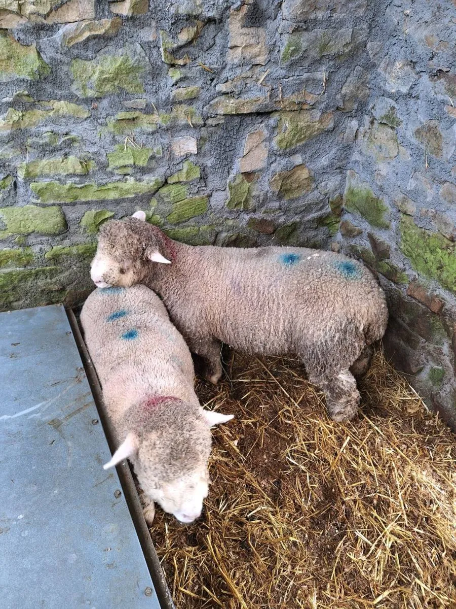 Dorset Ram lamb - Image 3