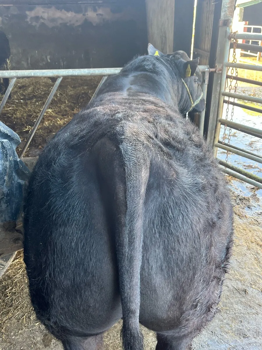 PBR AA BULL - Image 3