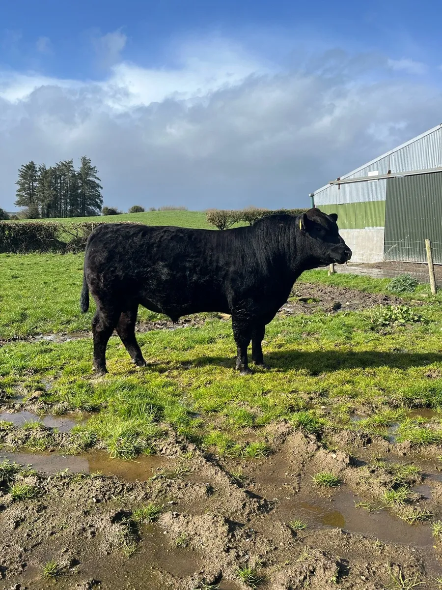 PBR AA BULL - Image 4