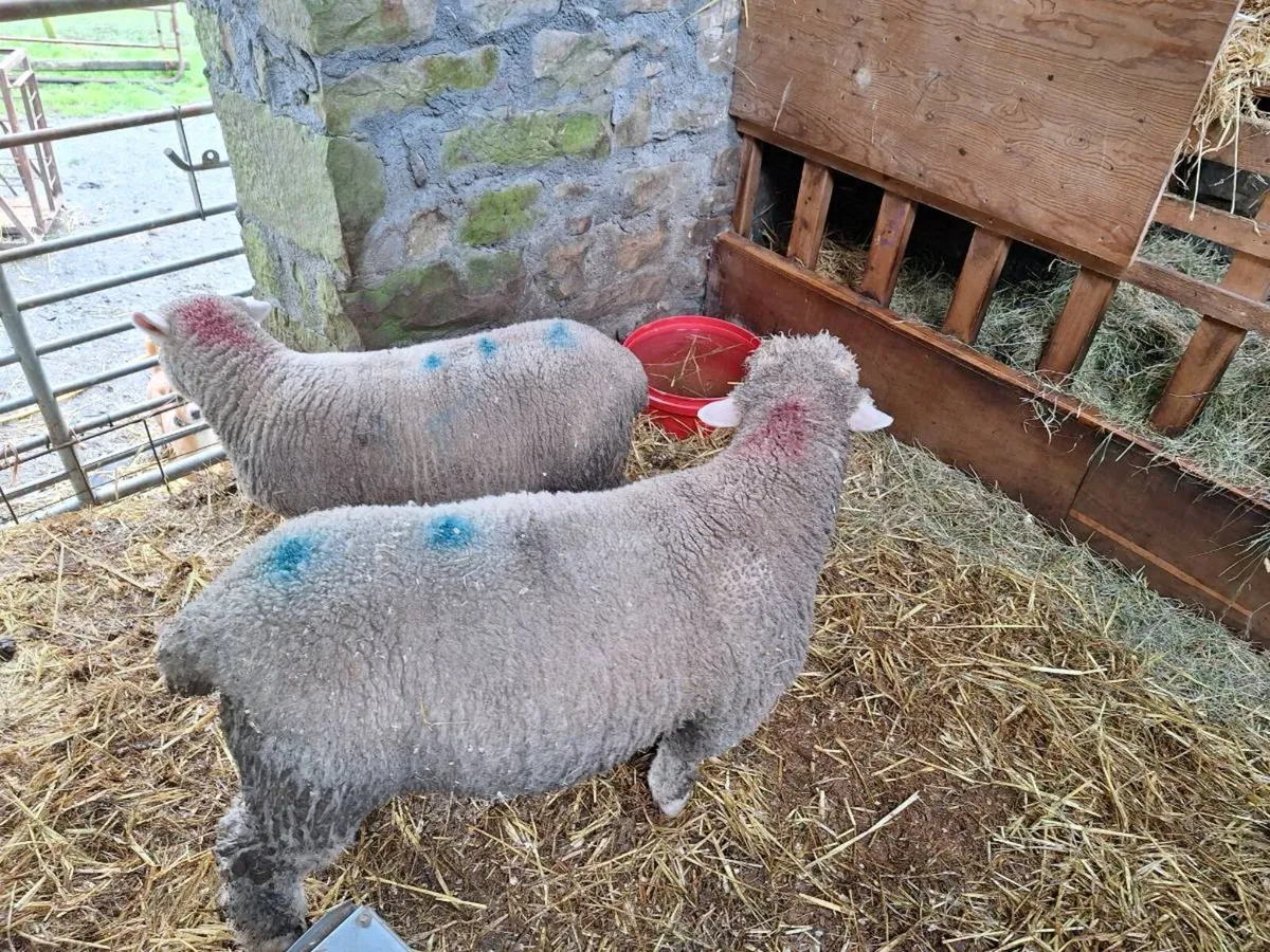 Dorset Ram lamb - Image 4