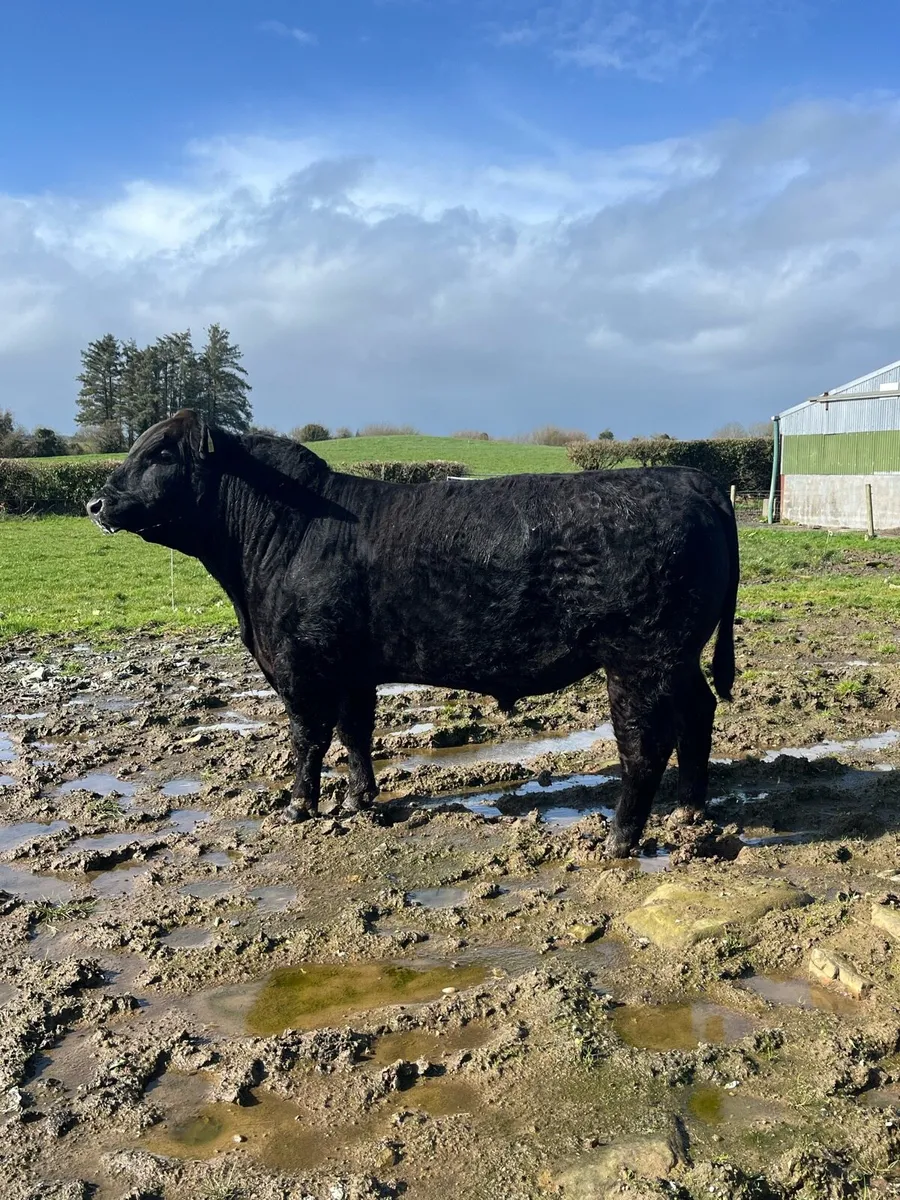 PBR AA BULL - Image 2