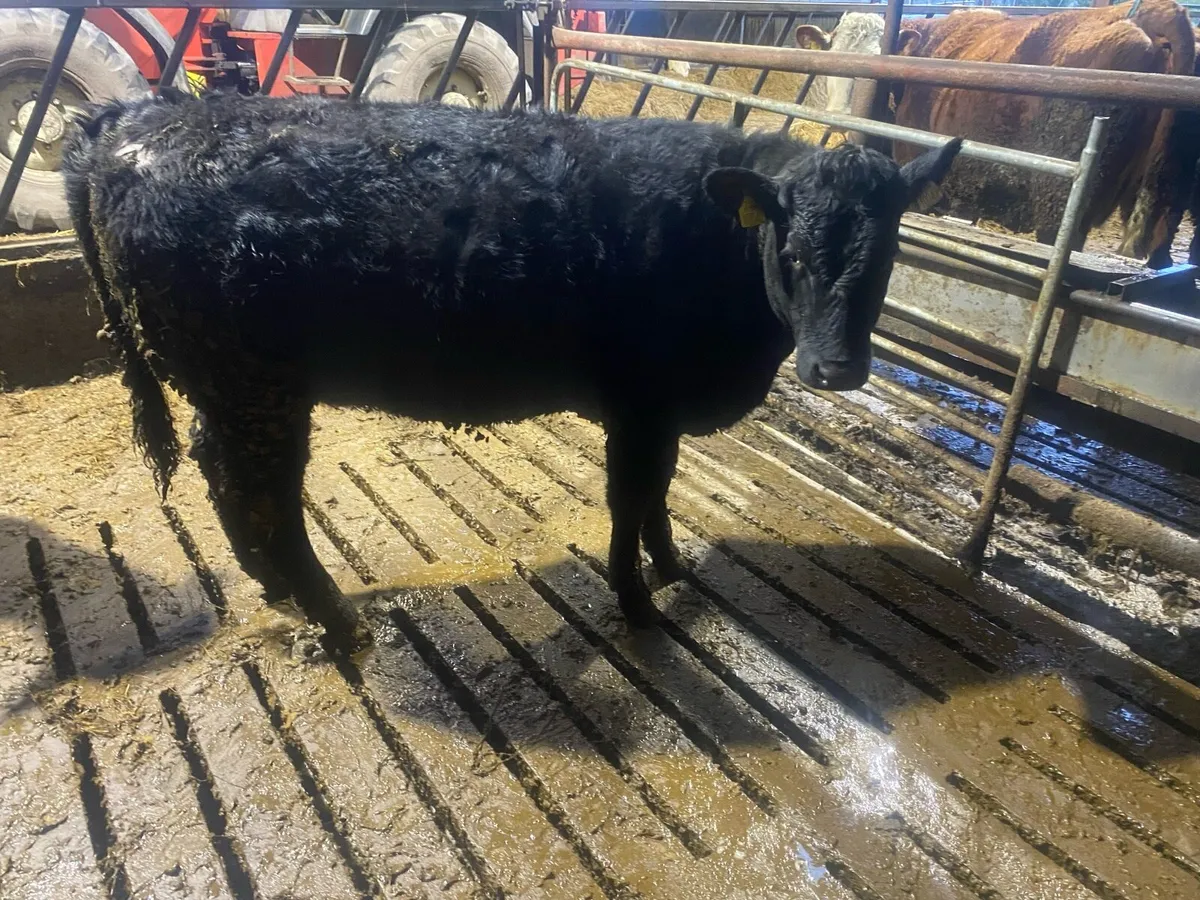 Organic Weanlings - Image 2