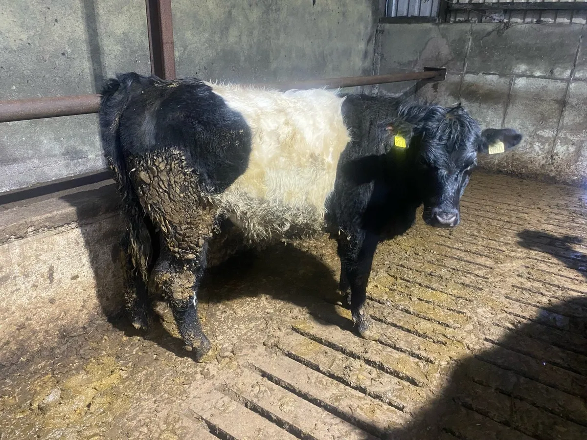 Organic Weanlings - Image 3