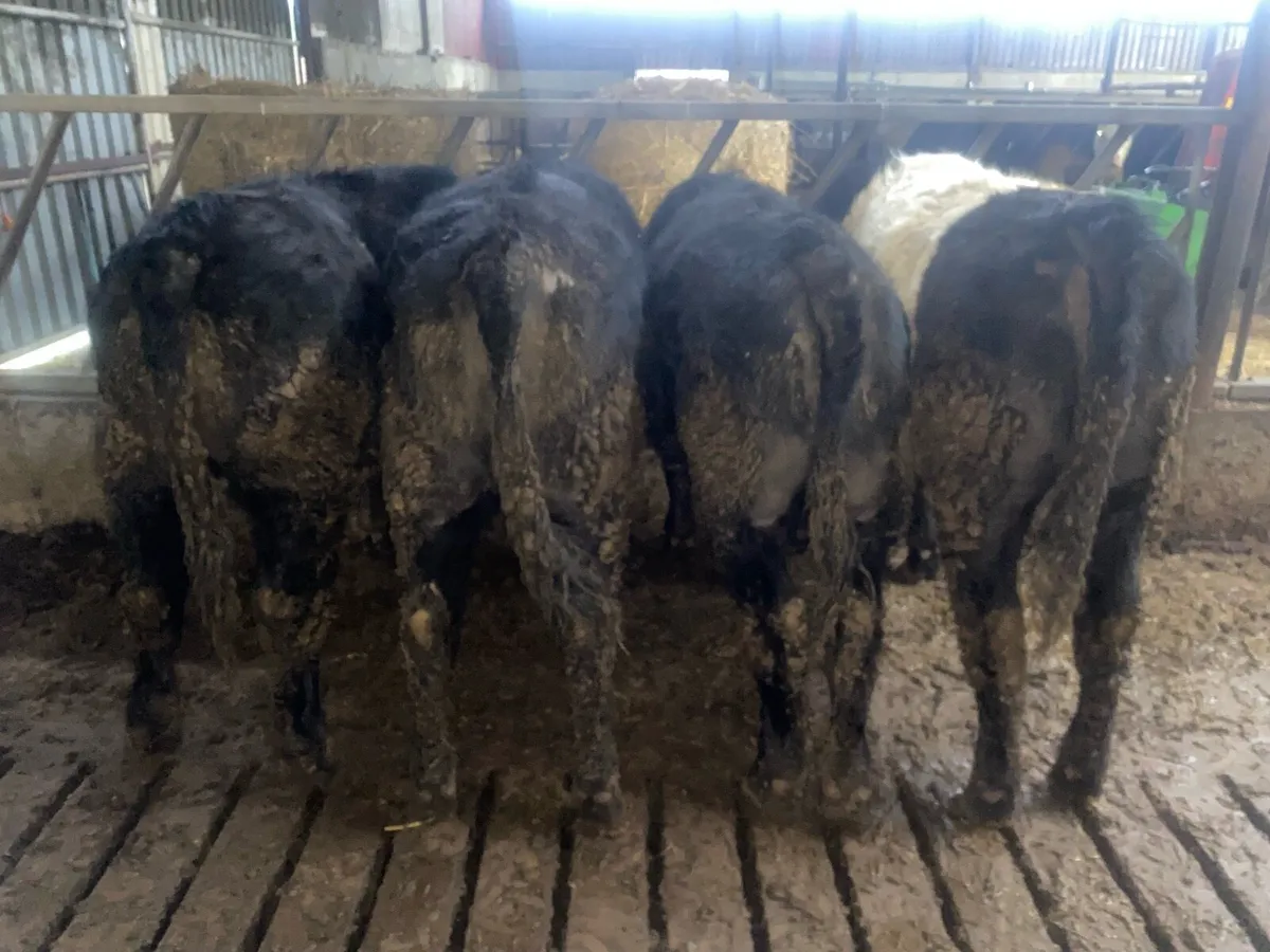 Organic Weanlings - Image 1