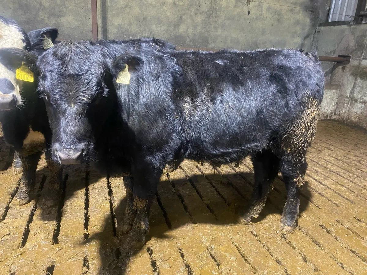 Organic Weanlings - Image 4