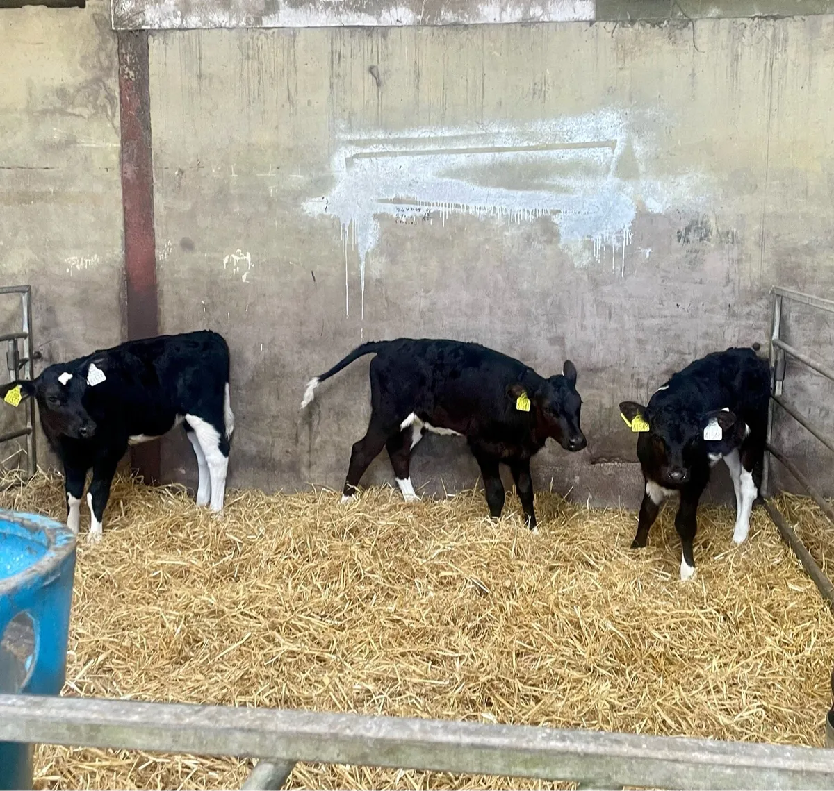 Fr. Heifer Calves (AI Bred) - Image 2