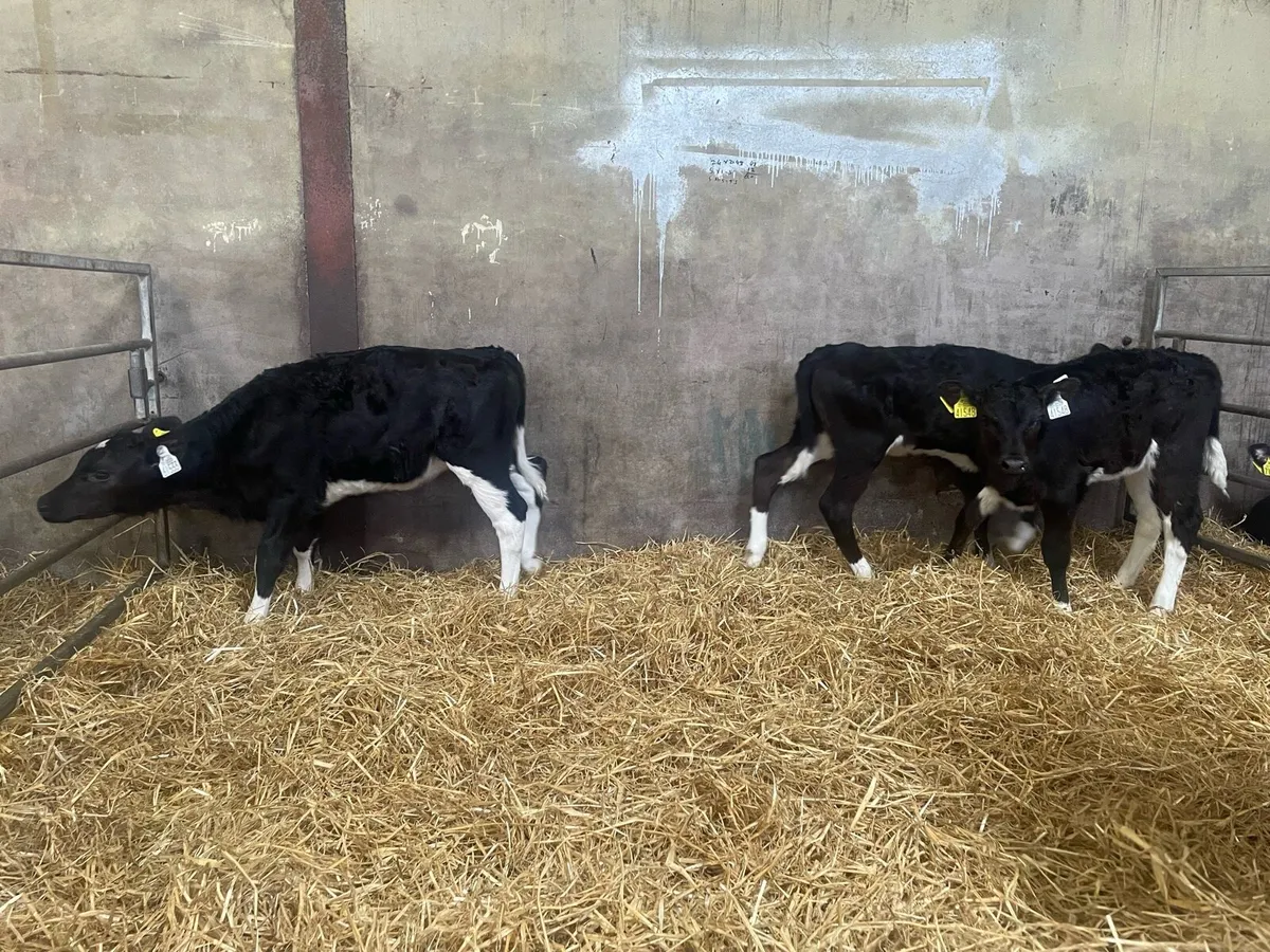 Fr. Heifer Calves (AI Bred) - Image 3