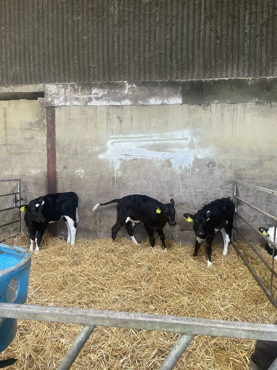 Fr. Heifer Calves (AI Bred) - Image 1