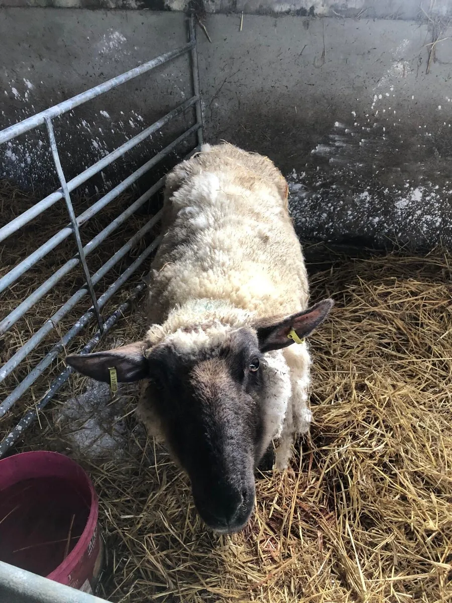 Foster ewe - Image 1