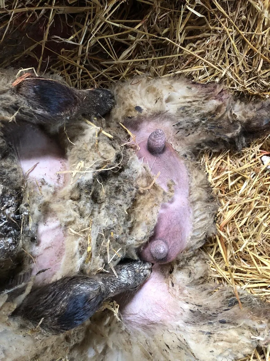 Foster ewe - Image 2