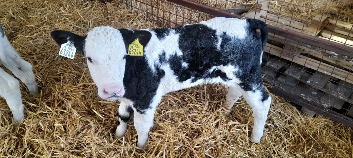calves  belgian blue - Image 1
