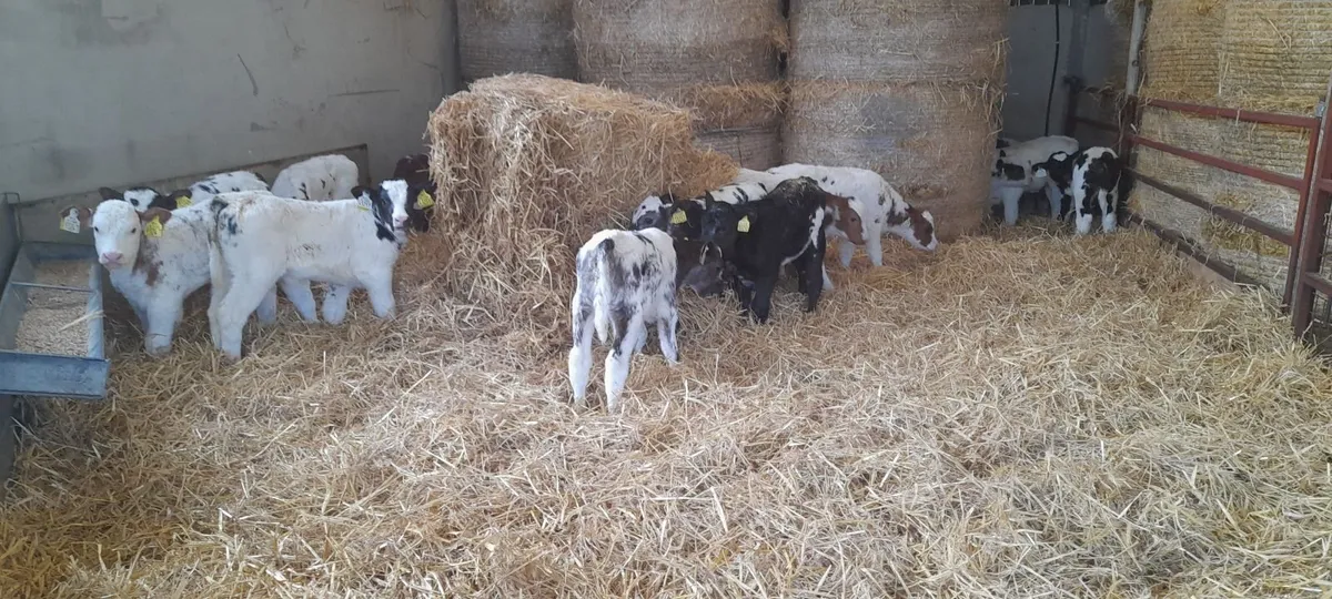 calves  belgian blue - Image 2