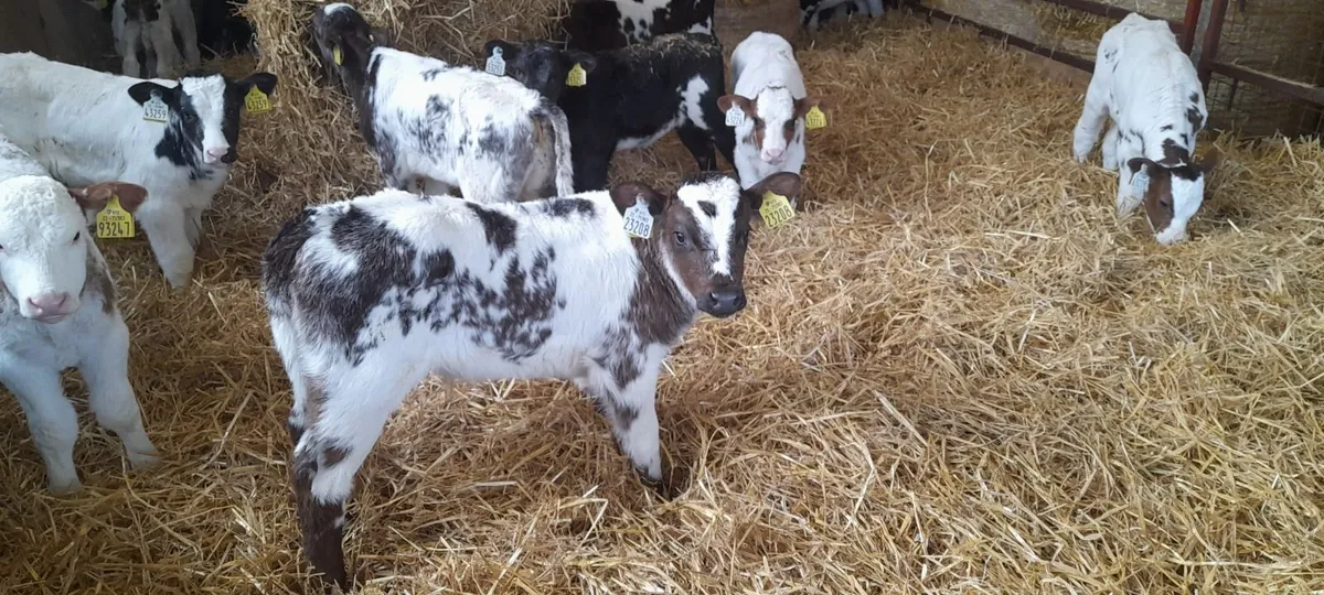 calves  belgian blue - Image 3