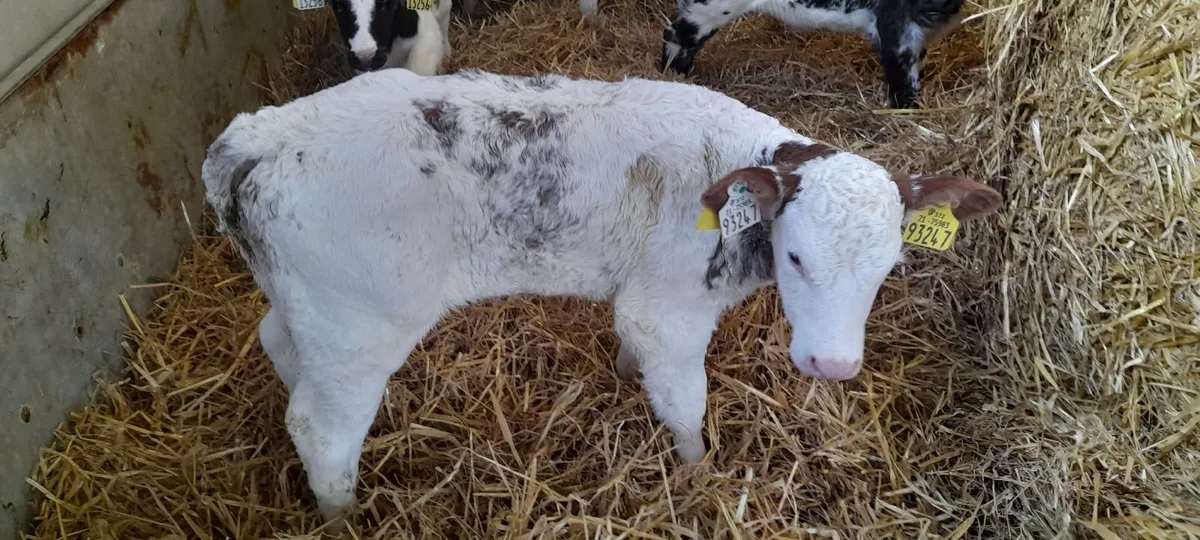 calves  belgian blue - Image 4