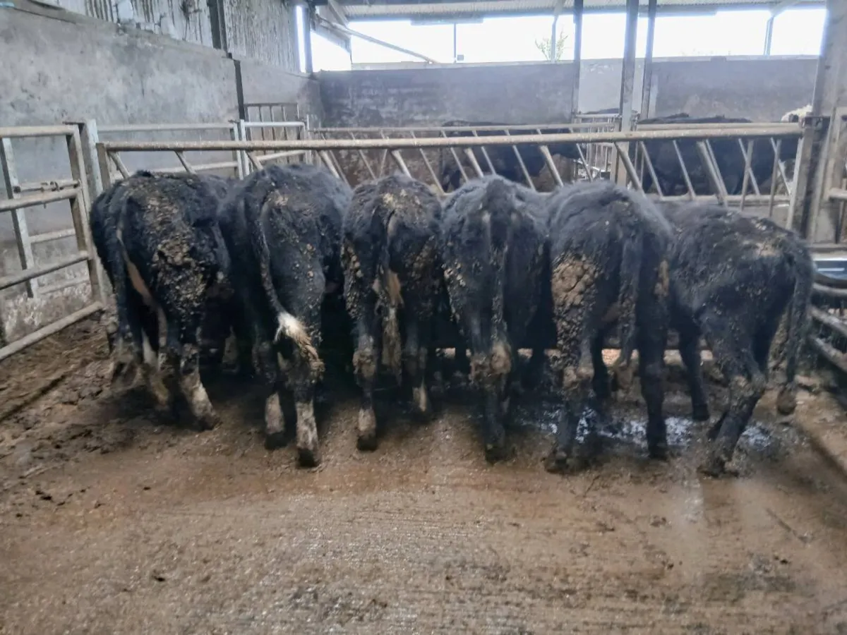 Weanling heifers - Image 1