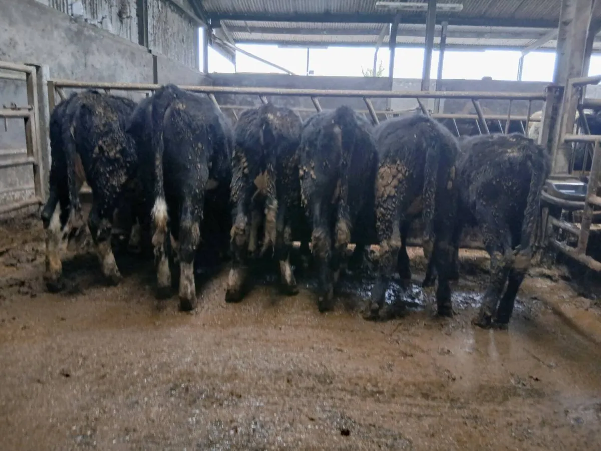 Weanling heifers - Image 2