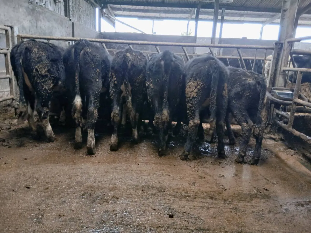 Weanling heifers - Image 3