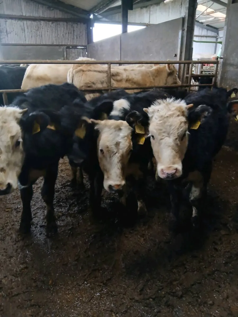 Weanling heifers - Image 4
