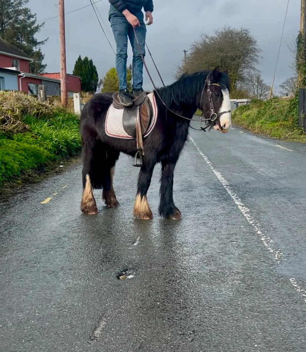 Perfect starter pony ⭐️ - Image 3